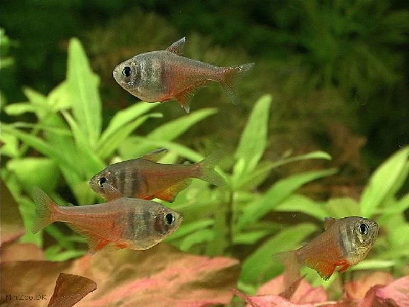 Rød Rio Tetra (Hyphessobrycon flammeus)